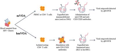 Ultra-Sensitive HIV-1 Latency Viral Outgrowth Assays Using Humanized Mice